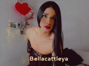 Bellacattleya